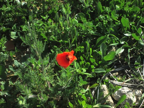 IMG_5552.JPG IMG_5552.JPG