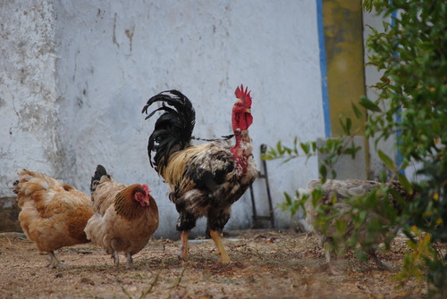 O Galo e as suas galinhas