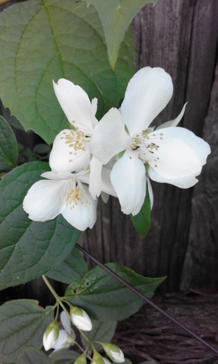 Flor branca. Foto original. 2020. 04. jpg Flor branca. Foto original. 2020. 04. jpg