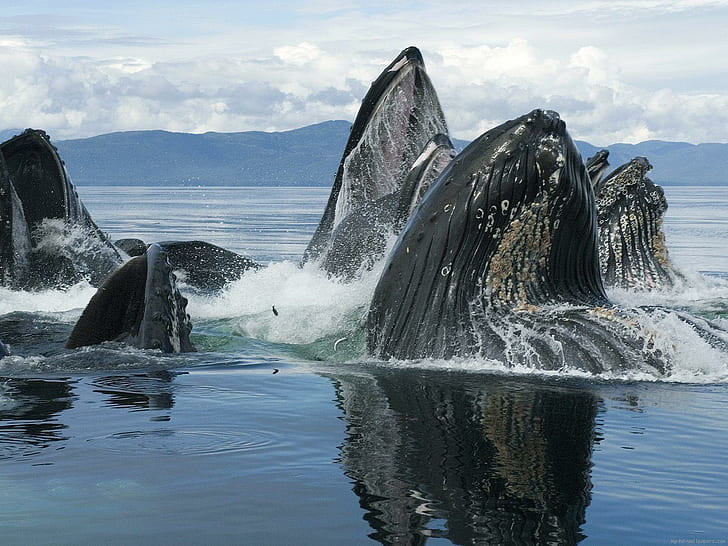 dancing-whales-group-of-sperm-whales-wallpaper-pre