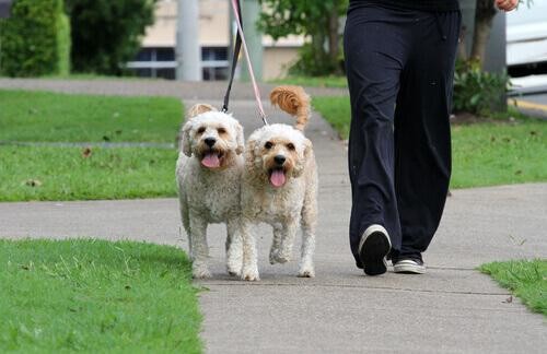 Quer ter mais amigos? Adote um cão!