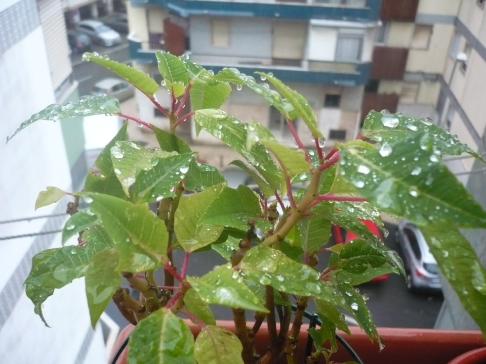 gotas de chuva P1040582.JPG