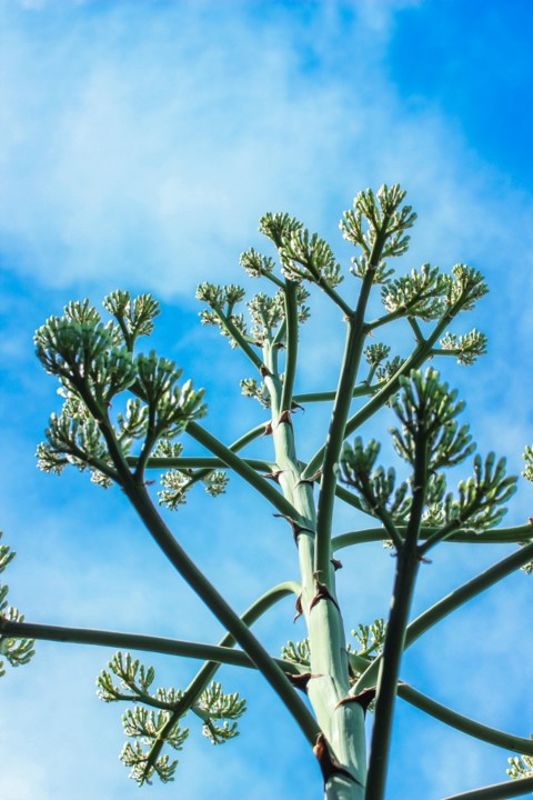 azul 4 (683x1024).jpg azul 4 (683x1024).jpg