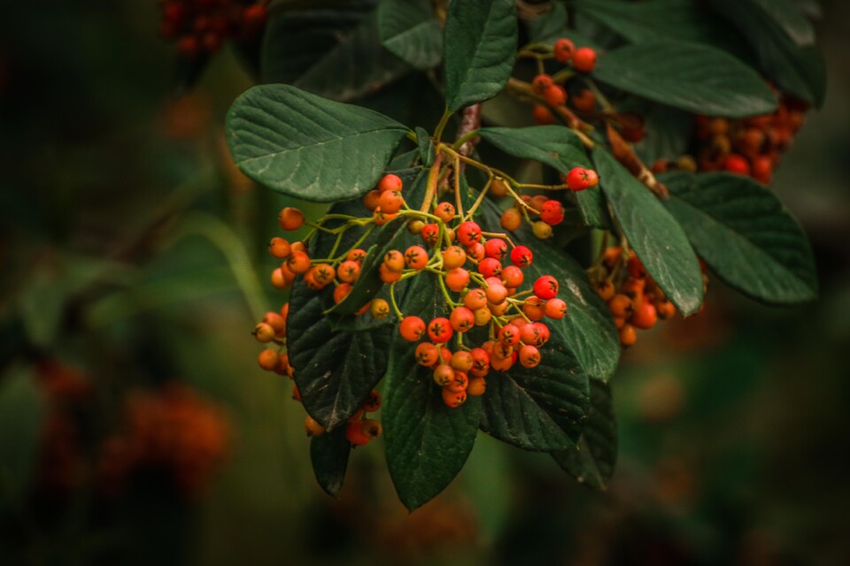 jardim rio da costa 2 a.jpg