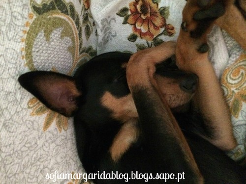 IMG_1243.JPG IMG_1243.JPG