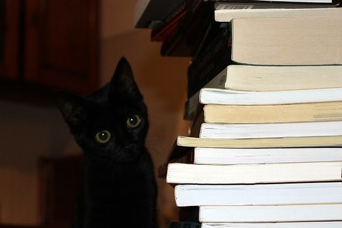 gato livros.jpg