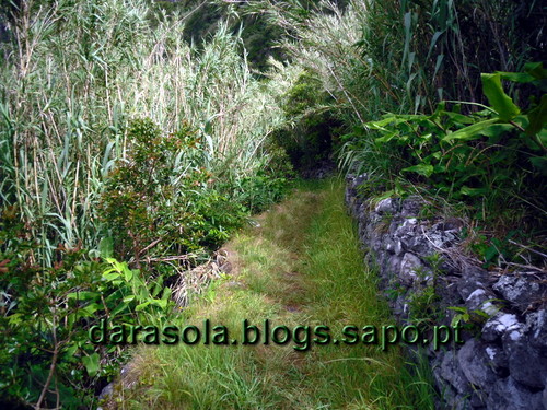 azores_flores_faja_lopo_Vaz_18.JPG azores_flores_faja_lopo_Vaz_18.JPG