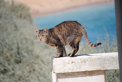 gato pronto a saltar