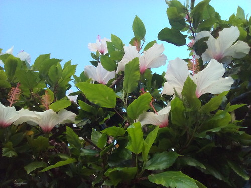 Original DAPL 2016 .jpg