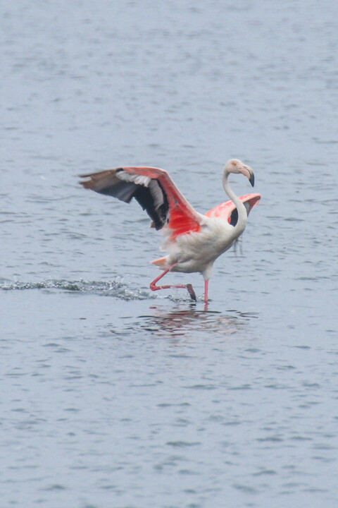 flamingo-comum 1.jpg