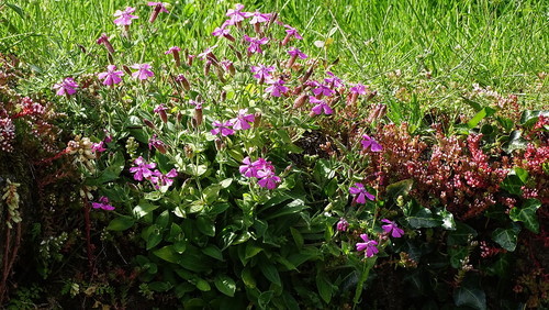 flores3.jpeg flores3.jpeg