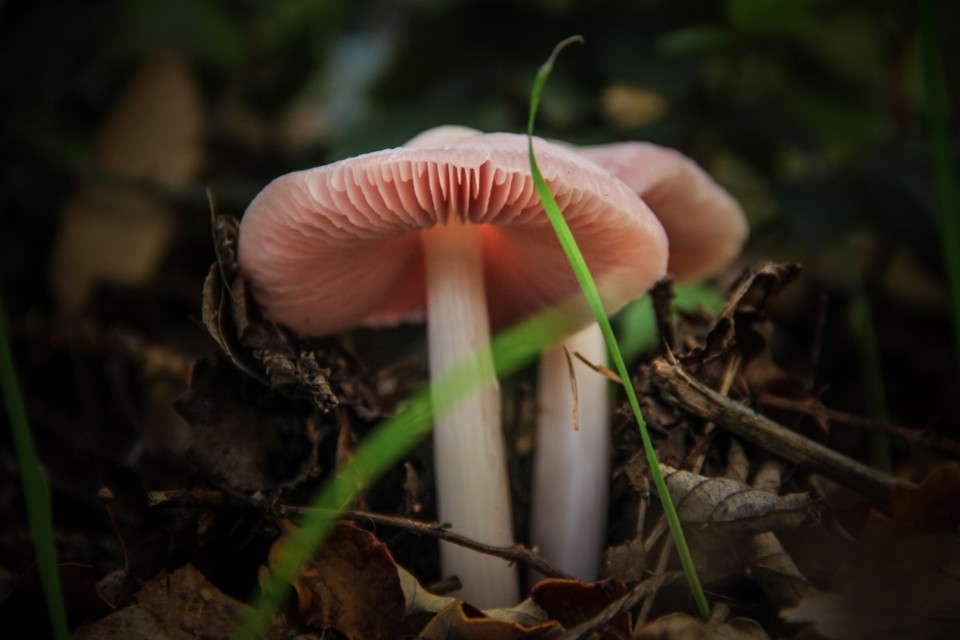 Mycena rosea 1.jpg