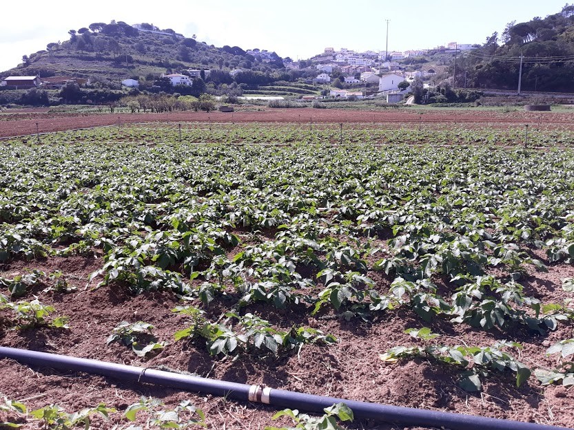 batatal.jpg batatal.jpg