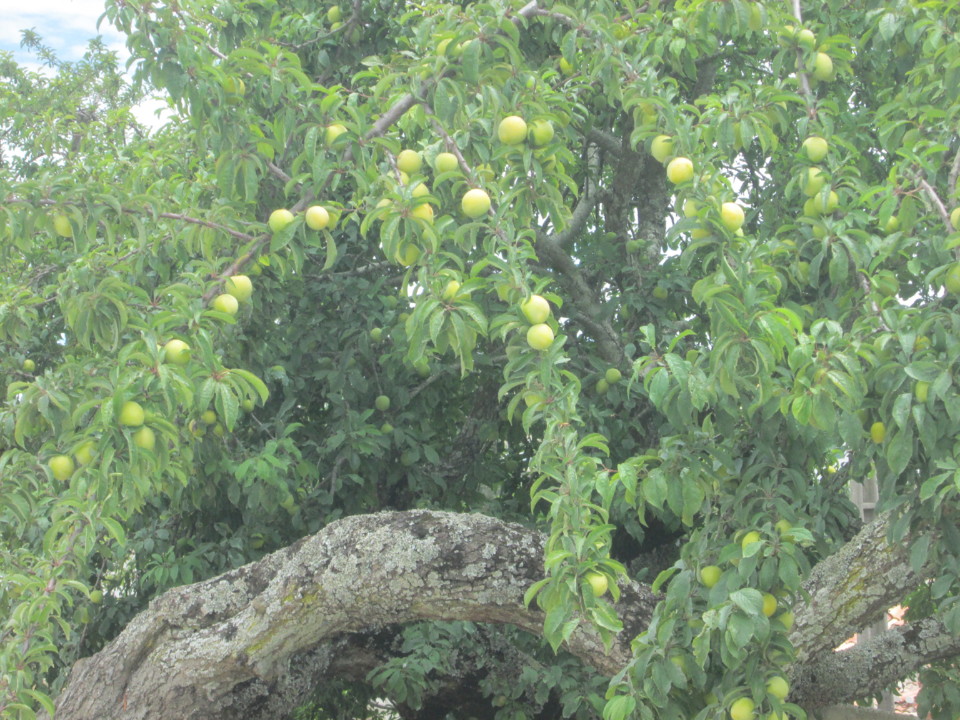 IMG_7629.JPG IMG_7629.JPG