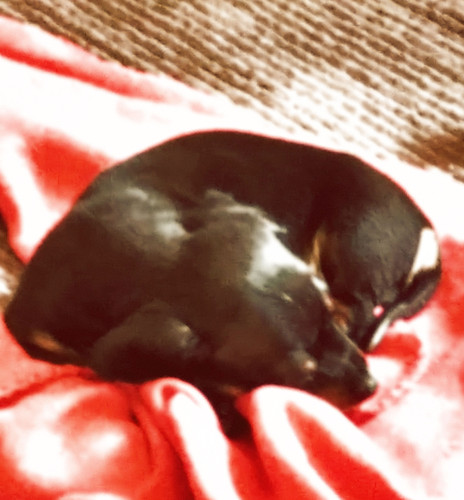Dog.jpg