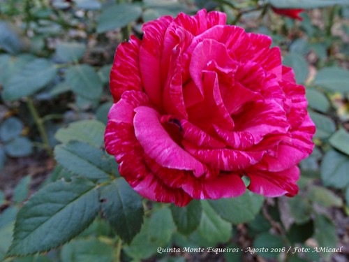 2 - Rosa - Agosto 2016 - DSC00263.jpg