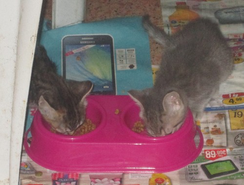 Becas e Amora 25.JPG