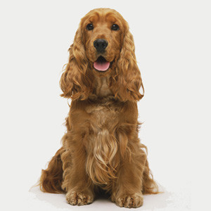 cocker-spaniel-m.jpg