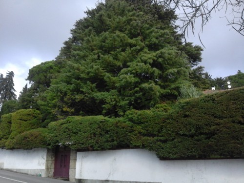 Cedros. Original DAPl. 2017.jpg