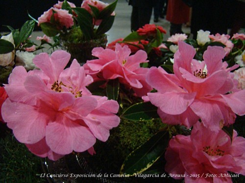 4- LI Co ncurso Exposición de la Camelia - 2015 -