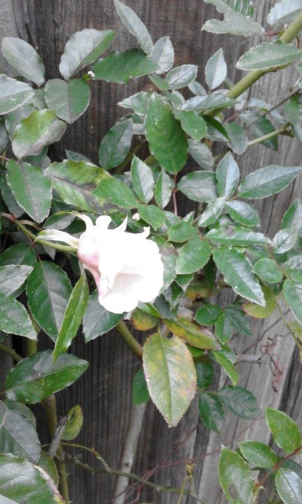 Botão de Rosa de Santa Teresinha. Foto original. 2020. 01. jpg