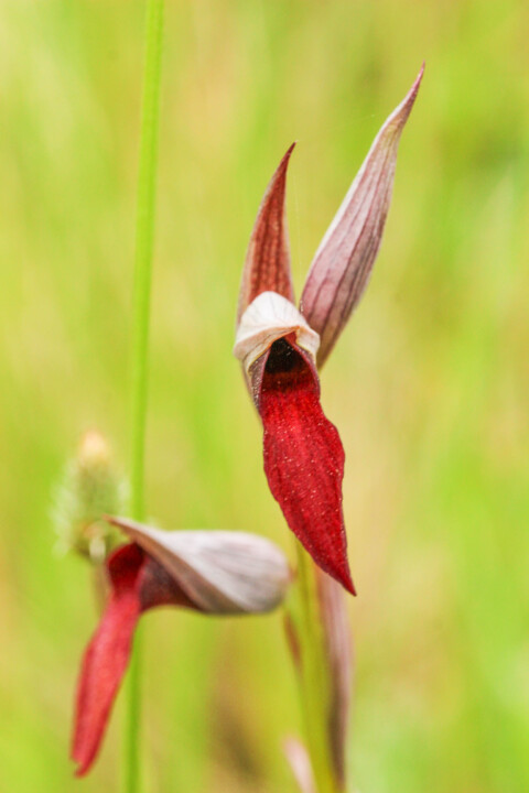 serapias strictiflora 1.jpg