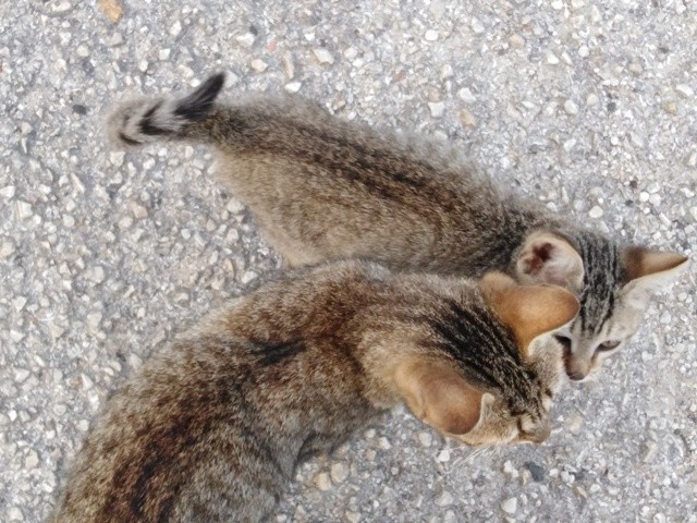 IMG_20201013_084725 cópia.jpg IMG_20201013_084725 cópia.jpg