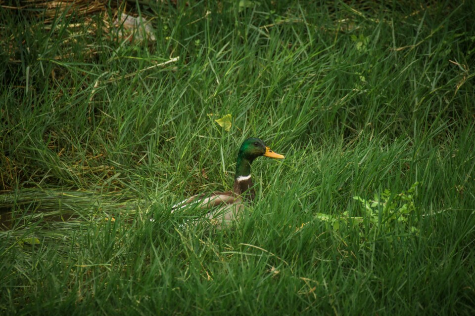 jardim rio da costa 8 a.jpg