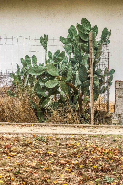 jardim rio da costa 10.jpg