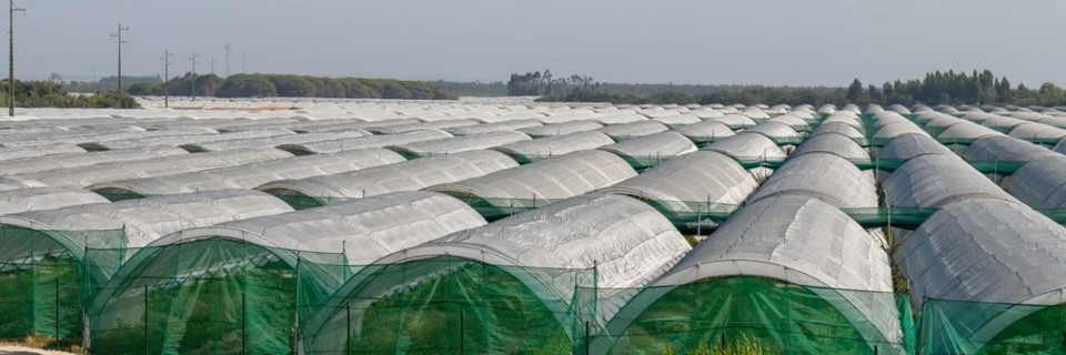 estufas_slider_1_1024_2500.jpg estufas_slider_1_1024_2500.jpg