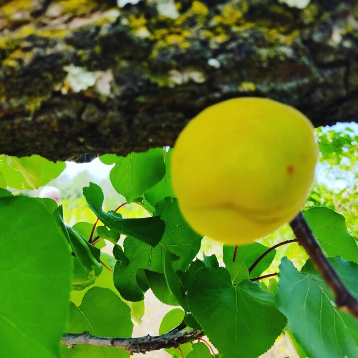 442417600_836687558488656_3502272193004208949_n.jp