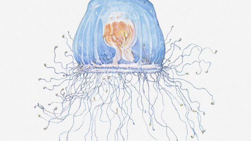 Turritopsis nutricula.jpg Turritopsis nutricula.jpg