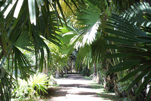 Pamplemousse-Botanical-Gardens.jpg