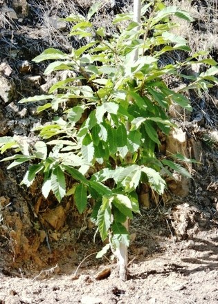 feira medieval 240.jpg