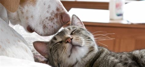 gatos e cães doam sangue gatos e cães doam sangue