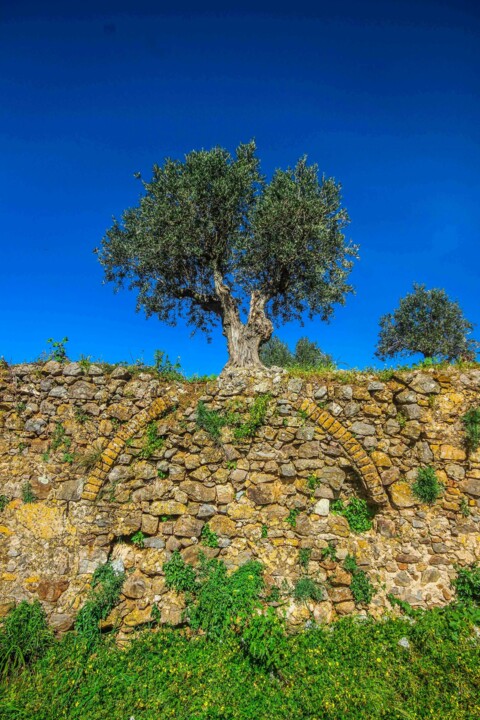 castelo de montemor 17.jpg