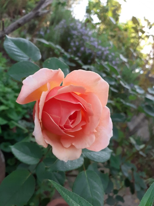 Rosa salmão. Foto original. 2021.10.09.jpg