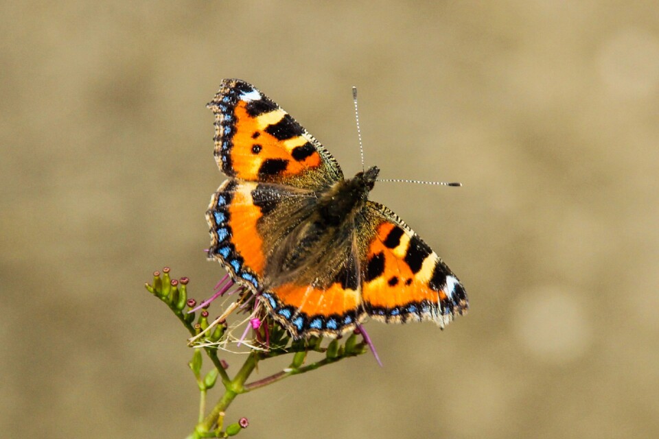 Aglais urticai 1.jpg