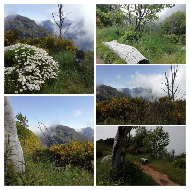 IMG_20210530_114422-COLLAGE.jpg IMG_20210530_114422-COLLAGE.jpg