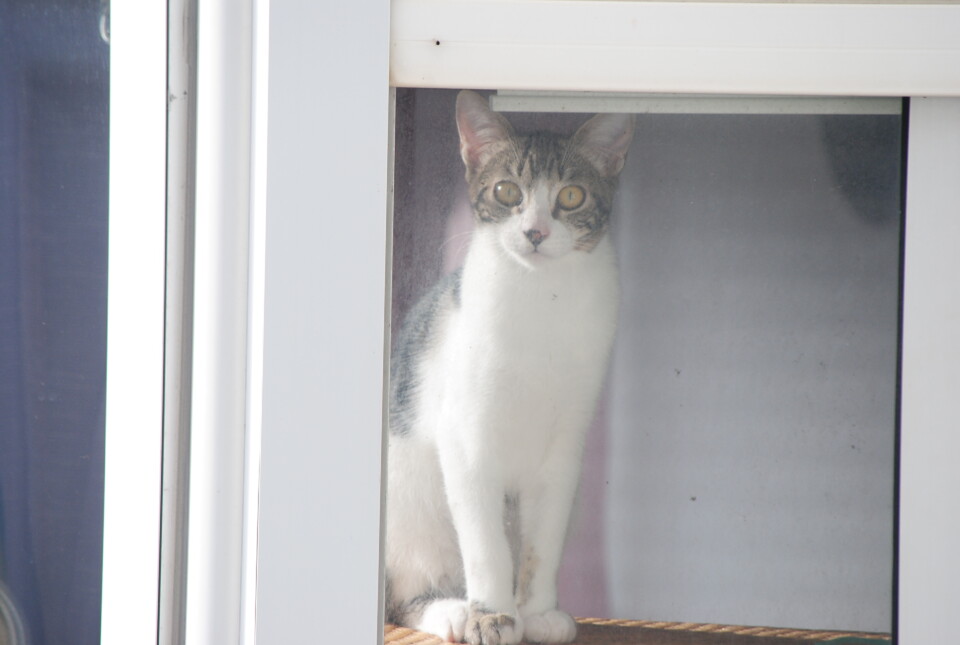 A Vizinha DSC_0281.JPG