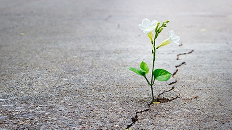 Quero o mundo a gritar.jpg Quero o mundo a gritar.jpg