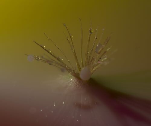 dandeçion2_DxO d4.jpg