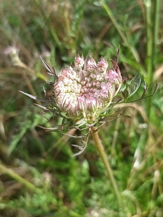 Não me canso disto flores3.jpg