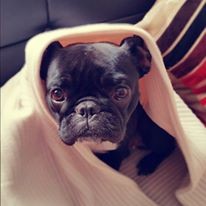 14492401_1321033821249383_4806370355112834362_n.jp 14492401_1321033821249383_4806370355112834362_n.jp