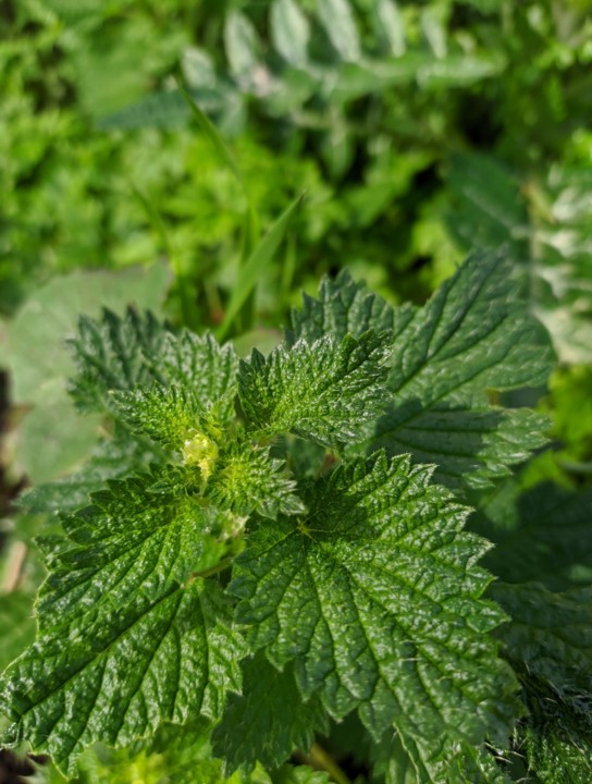 IMG_20210212_211017.jpg IMG_20210212_211017.jpg