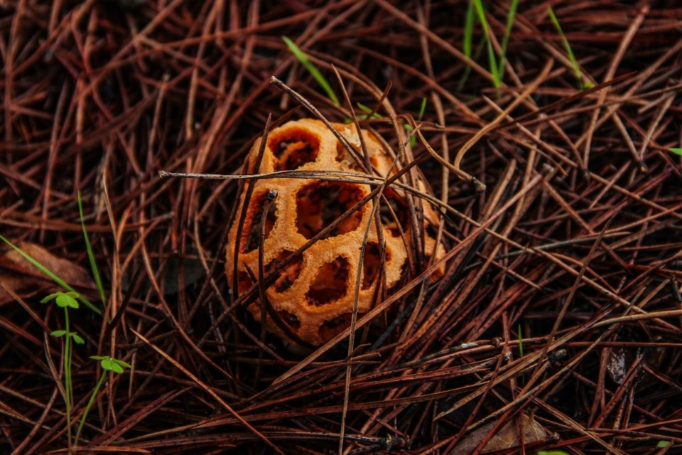 Clathrus ruber 11.jpg Clathrus ruber 11.jpg