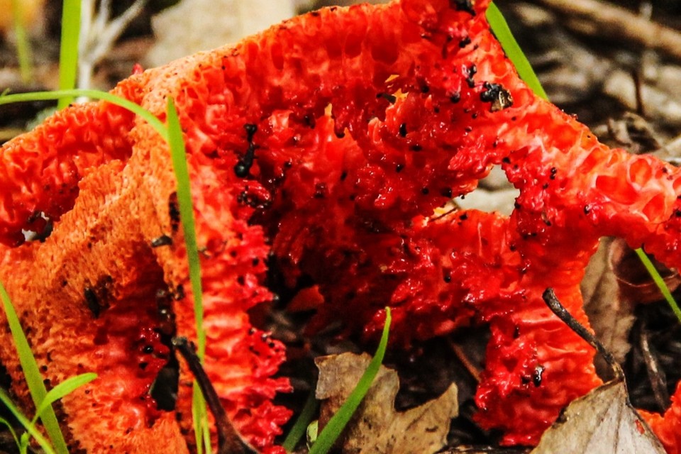 clathrus ruber 2.jpg