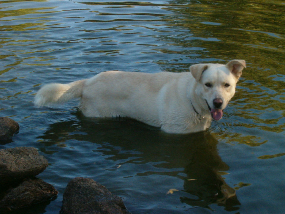 czar1.jpeg czar1.jpeg