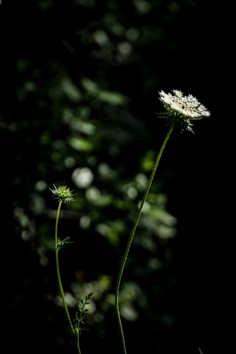 daucus carota a 15.jpg