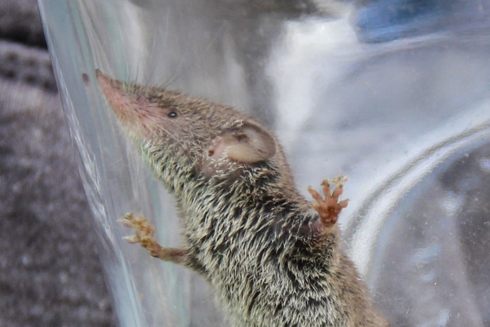 Crocidura russula 4.jpg Crocidura russula 4.jpg